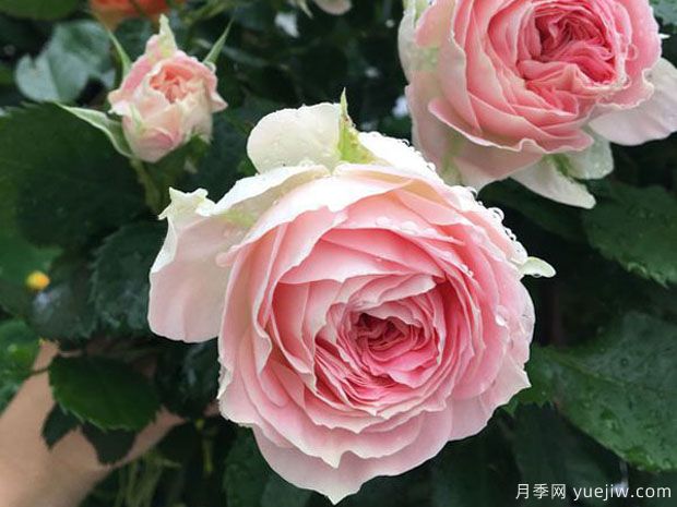 推薦公認的6款零差評的月季花，顏值高好養護(圖3)