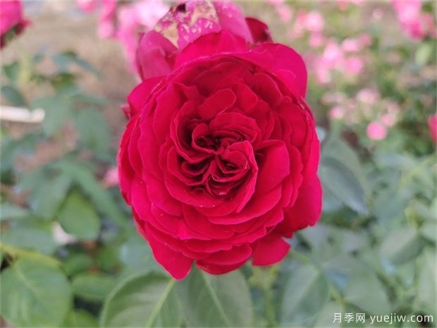 推薦公認的6款零差評的月季花，顏值高好養護(圖4)