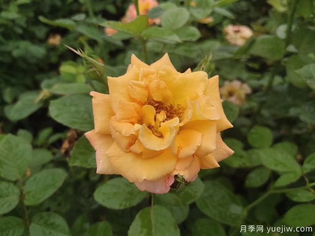 月季花不僅觀(guān)賞價(jià)值高，還有一定的醫學(xué)價(jià)值(圖1)