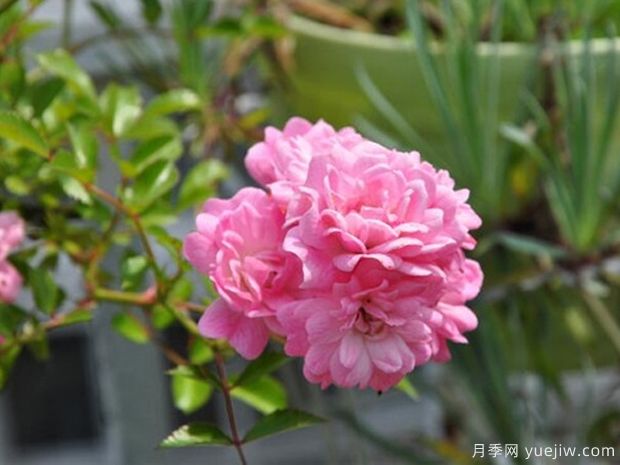 小仙女月季的優(yōu)缺點(diǎn)是什么？(圖1)