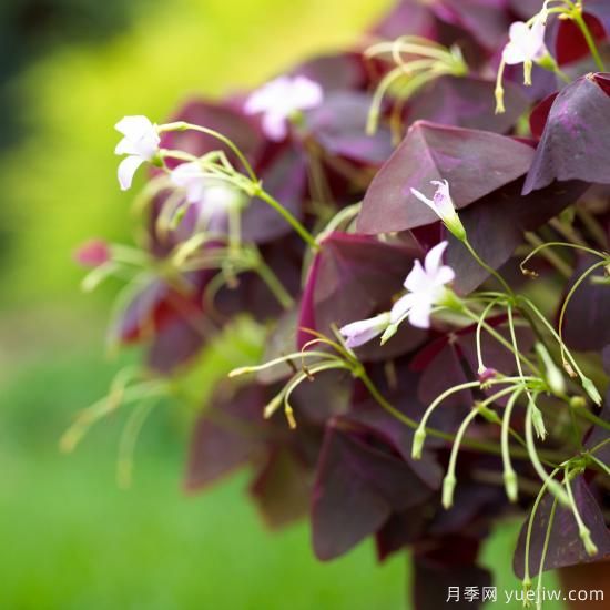 除了地被月季，還有適合在花園種植的20種地被植物(圖7)
