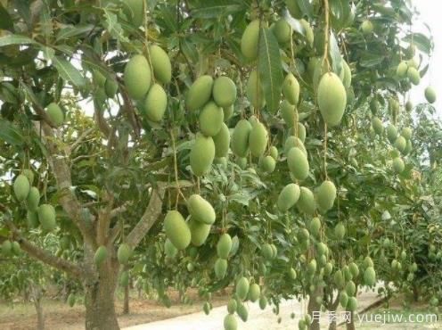 芒果苗多少錢(qián)一株？種一畝小苗成本多少錢(qián)？(圖1)