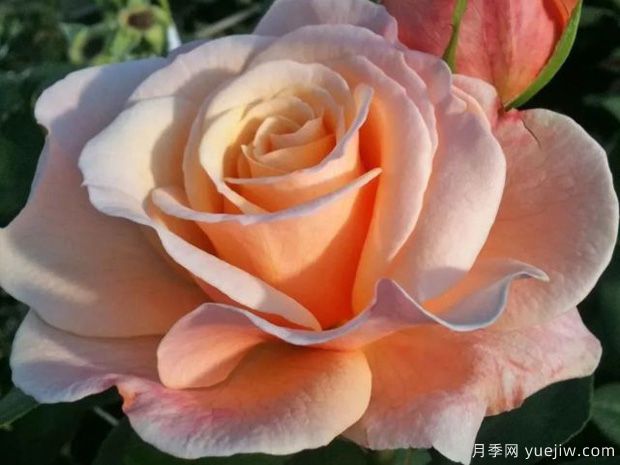 快樂(lè )的一天月季的優(yōu)缺點(diǎn)是什么？(圖1)