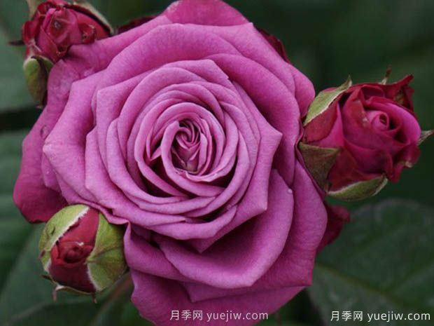 冥王星陽(yáng)臺月季(圖2)