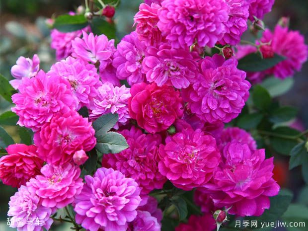 5種經(jīng)典的月季花，每一種都是顏值擔當還皮實(shí)好養(圖2)