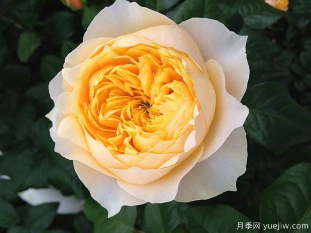 皮實(shí)又貌美的珊瑚心系列，個(gè)個(gè)都很優(yōu)秀(圖2)