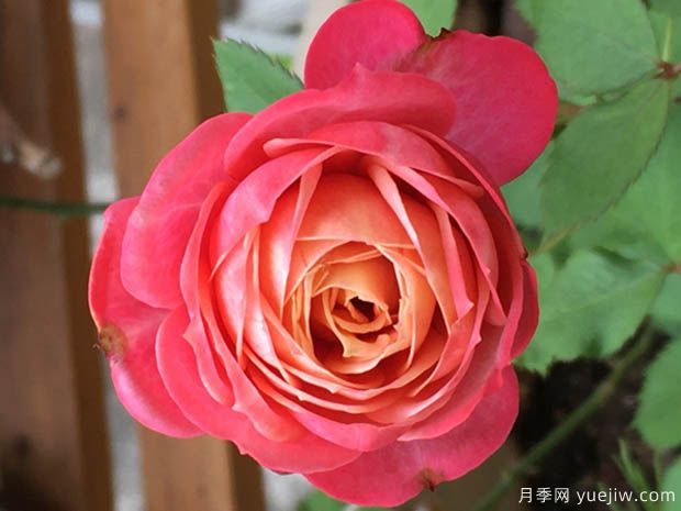 推薦12個(gè)經(jīng)典月季，浪漫不可抗拒(圖3)