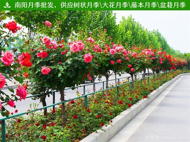 中國有多少個(gè)城市？讓月季花開(kāi)美天下(圖1)
