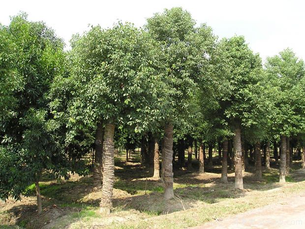 北方種植香樟樹(shù)容易發(fā)生凍害后如何進(jìn)行復壯(圖1)