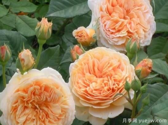 入秋養月季推薦5個(gè)品種，耐熱耐寒抗性強開(kāi)花美(圖3)