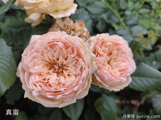 入秋養月季推薦5個(gè)品種，耐熱耐寒抗性強開(kāi)花美(圖4)