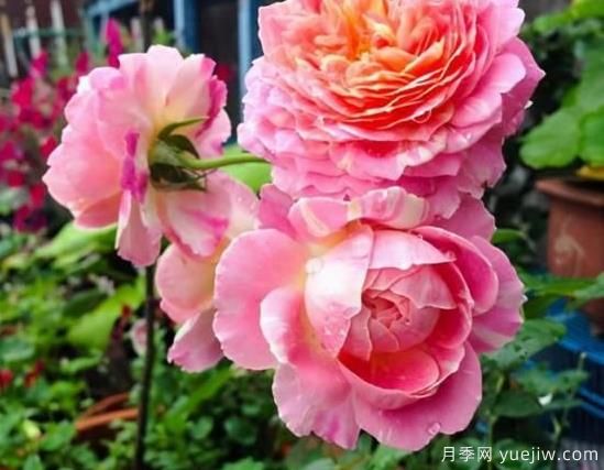 入秋養月季推薦5個(gè)品種，耐熱耐寒抗性強開(kāi)花美(圖5)