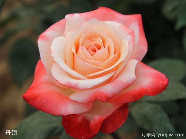 玫瑰月季薔薇傻傻分不清，只要3個(gè)方法一眼就認出來(lái)(圖1)