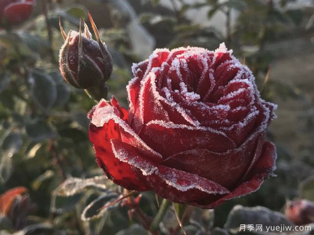 12月份苗木養護管理辦法(圖1)