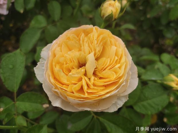 真宙月季和朱麗葉月季的區別，優(yōu)缺點(diǎn)一目了然(圖1)