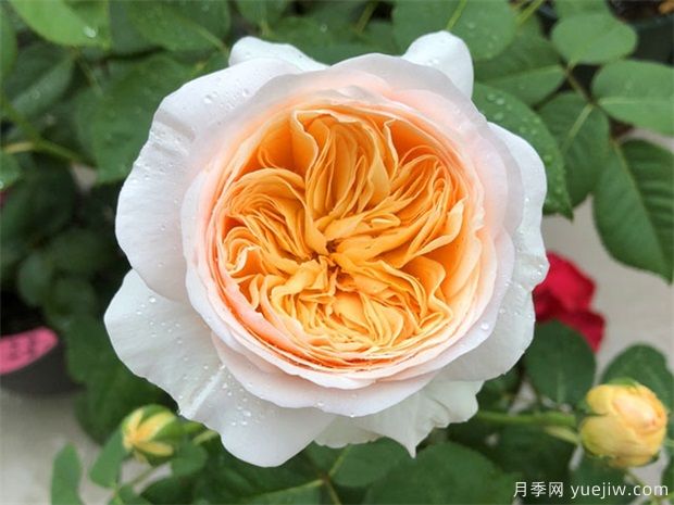 近三年***受花友喜愛(ài)的月季品種排名榜，屬實(shí)嗎(圖2)