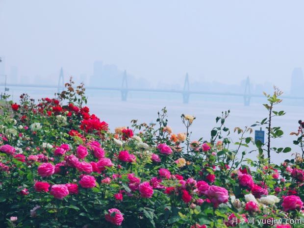 南昌月季市花文化和景觀(guān)圖集(圖3)