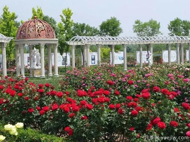 天津月季市花文化和景觀(guān)圖集(圖2)