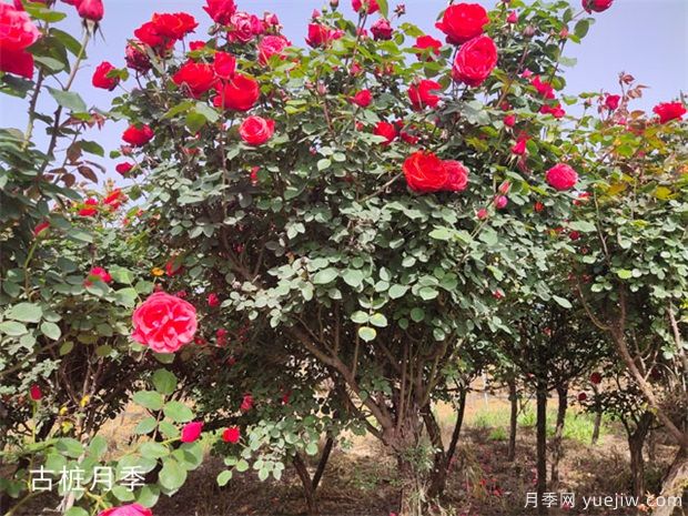 苗木做出這幾點(diǎn)改變，價(jià)格能翻20倍(圖1)