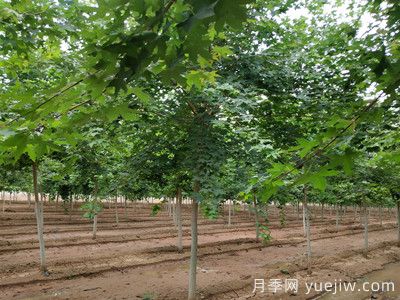 元寶楓的價(jià)格一路上漲，大規格優(yōu)質(zhì)苗一株能賣(mài)上萬(wàn)元(圖2)