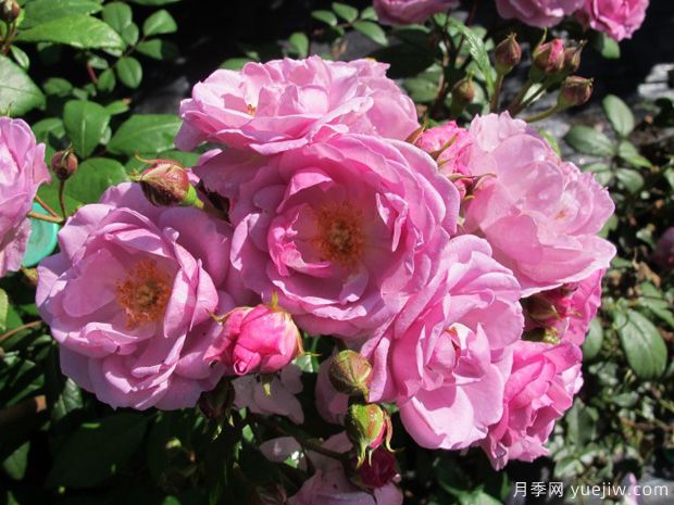 丁香花束月季的優(yōu)缺點(diǎn)是什么？(圖1)