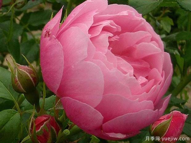 瑪麗芭蘭詩(shī)派樂(lè )月季(圖3)
