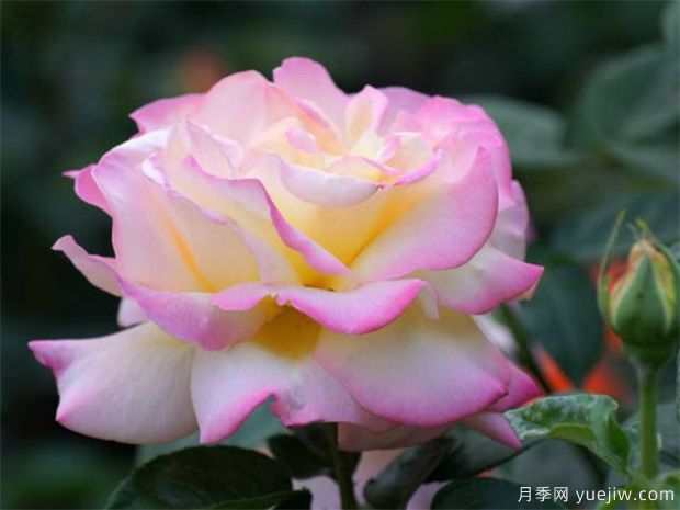 如何在冬季管理好月季？做好4件事(圖1)