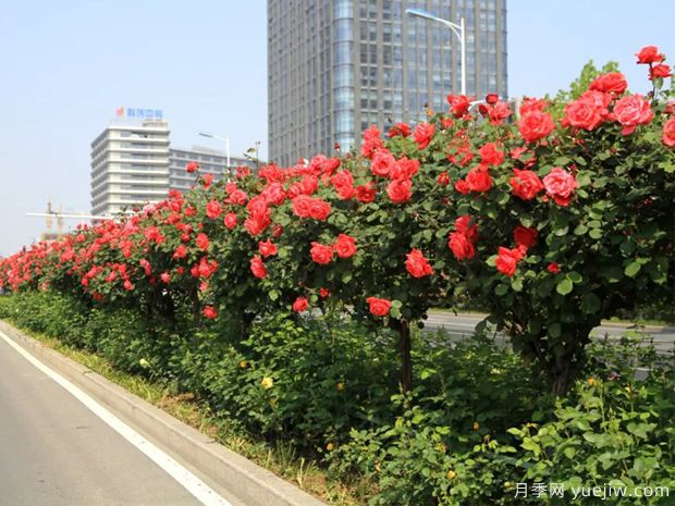 當選行道樹(shù)的樹(shù)種，必須滿(mǎn)足的9大條件(圖1)