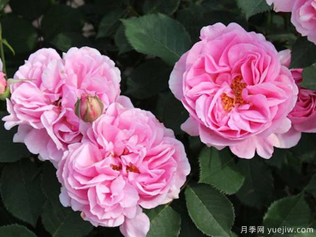 養月季需要肥水修剪治蟲(chóng)，葉繁花多(圖1)