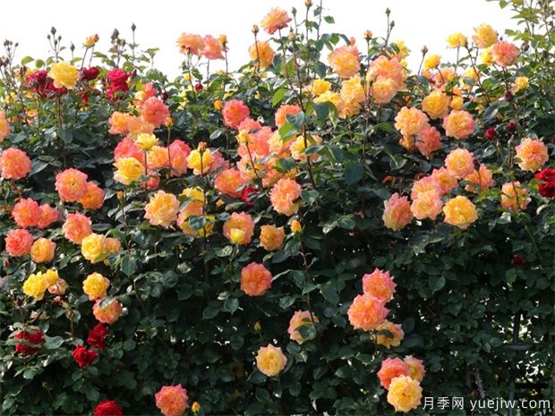 植物景觀(guān)的應用：?jiǎn)棠九c灌木的應用與表達(圖2)