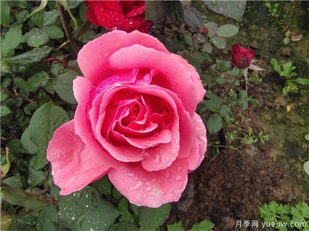 薔薇、月季、玫瑰被稱(chēng)作“薔薇三姐妹”，對嗎(圖1)