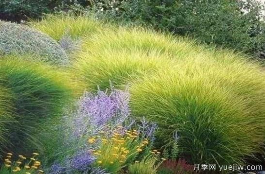 如何把觀(guān)賞草設計應用到園林栽培中去？(圖1)