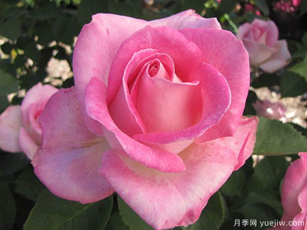 粉色慶典月季的優(yōu)缺點(diǎn)是什么？(圖1)