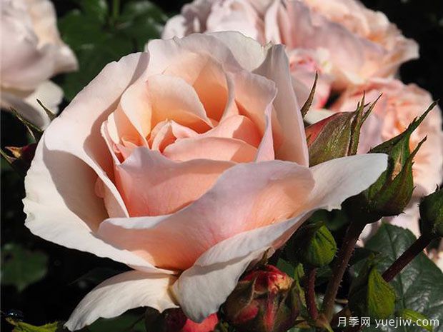 杜樂(lè )麗花園月季(圖1)