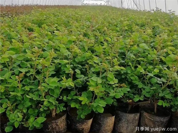 月季秋天能移栽嗎？勤花月季小苗怎么養護？(圖1)