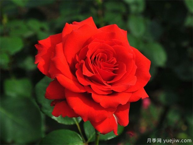 月季花的花語(yǔ)和寓意，月季花代表了什么(圖1)