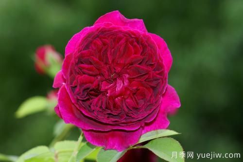 莎士比亞月季和紅色達芬奇月季的區別是什么(圖2)