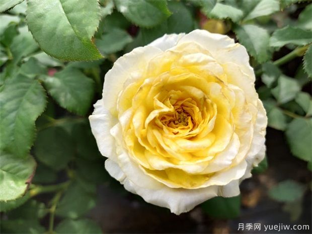 月季花養哪個(gè)品種比較好？花友高標準推薦11個(gè)(圖1)