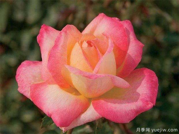 新人花友如何選擇適合自己的月季品種？(圖1)