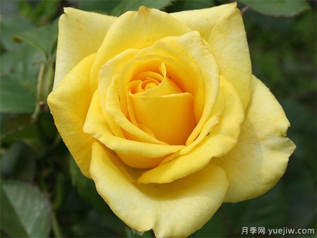 ***稀有的月季品種？5個(gè)顏色的優(yōu)秀品種(圖1)