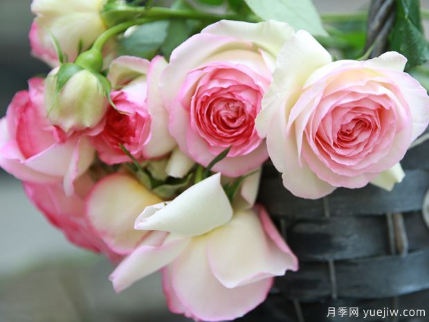 藤本系列的月季，有哪些經(jīng)典品種的推薦(圖2)
