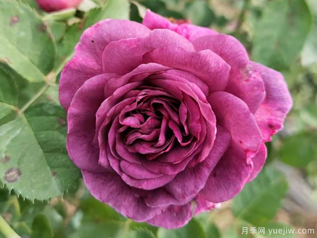 月季花有哪些品種？不同顏色月季花代表有哪些？(圖1)