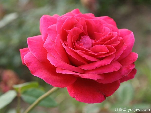 常見(jiàn)的月季花品種都有哪些？(圖1)