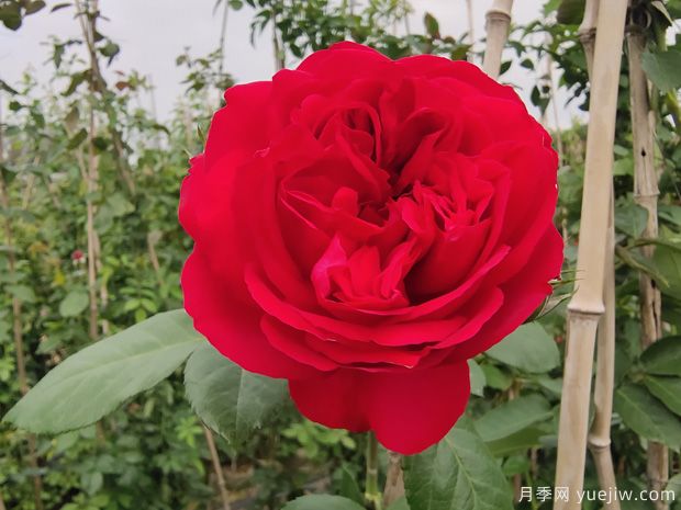 推薦7個(gè)夏季耐熱月季品種，綻放美麗在夏天(圖5)