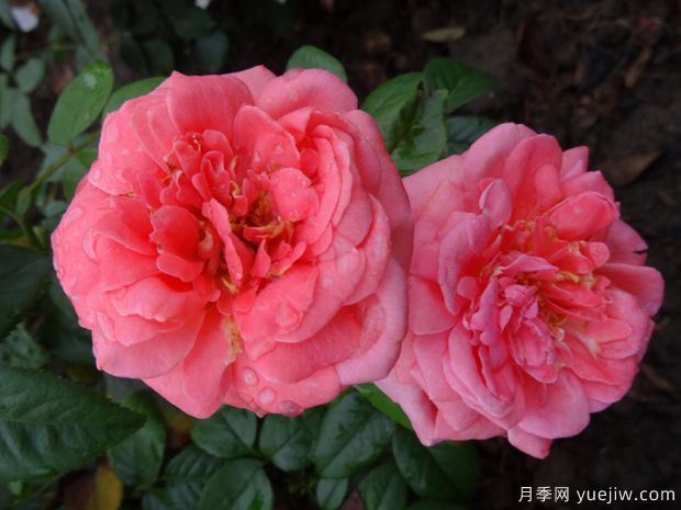 特別紀念日月季的優(yōu)缺點(diǎn)是什么？(圖1)