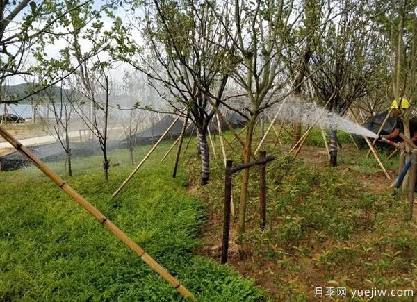 園林綠化早春返青水要注意，時(shí)間和澆水量很重要(圖1)