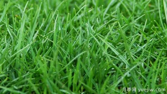 ***全常用草坪品種、優(yōu)點(diǎn)缺點(diǎn)和施工要點(diǎn)(圖2)