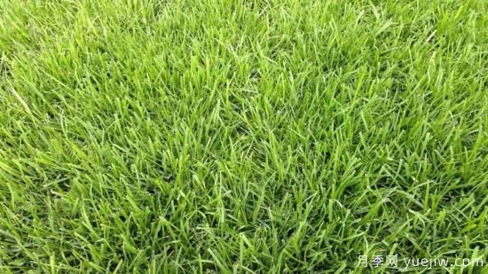 ***全常用草坪品種、優(yōu)點(diǎn)缺點(diǎn)和施工要點(diǎn)(圖3)