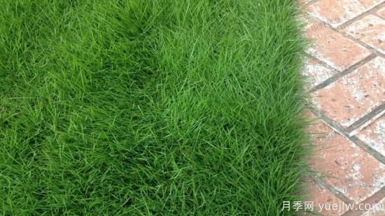 ***全常用草坪品種、優(yōu)點(diǎn)缺點(diǎn)和施工要點(diǎn)(圖4)