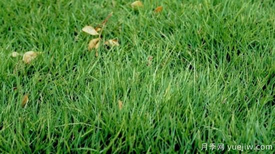 ***全常用草坪品種、優(yōu)點(diǎn)缺點(diǎn)和施工要點(diǎn)(圖5)